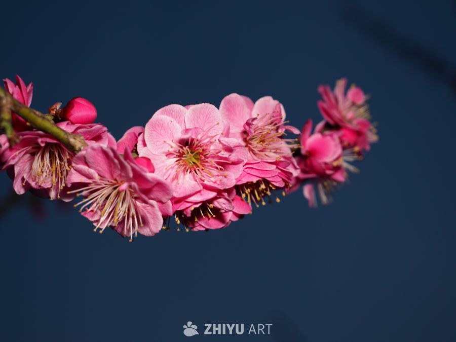 粉红梅花映蓝天