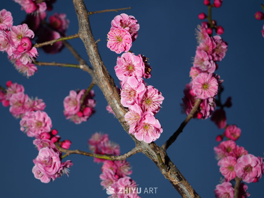 粉红梅花映蓝天
