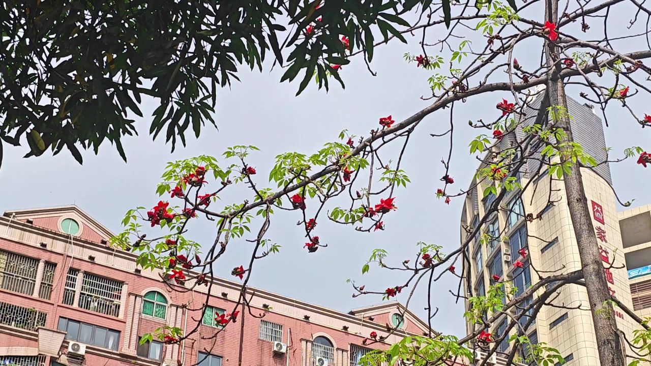 4K春天广州街头木棉树开花