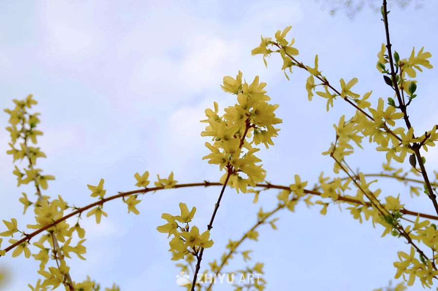 春日黄花映蓝天