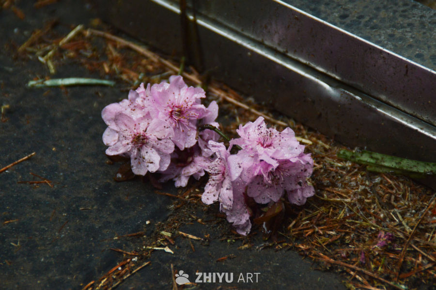 雨中落樱