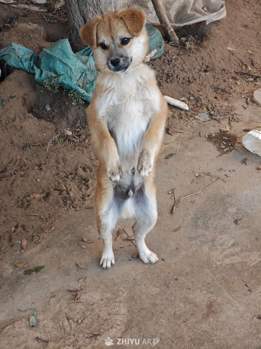 萌犬站立卖萌图
