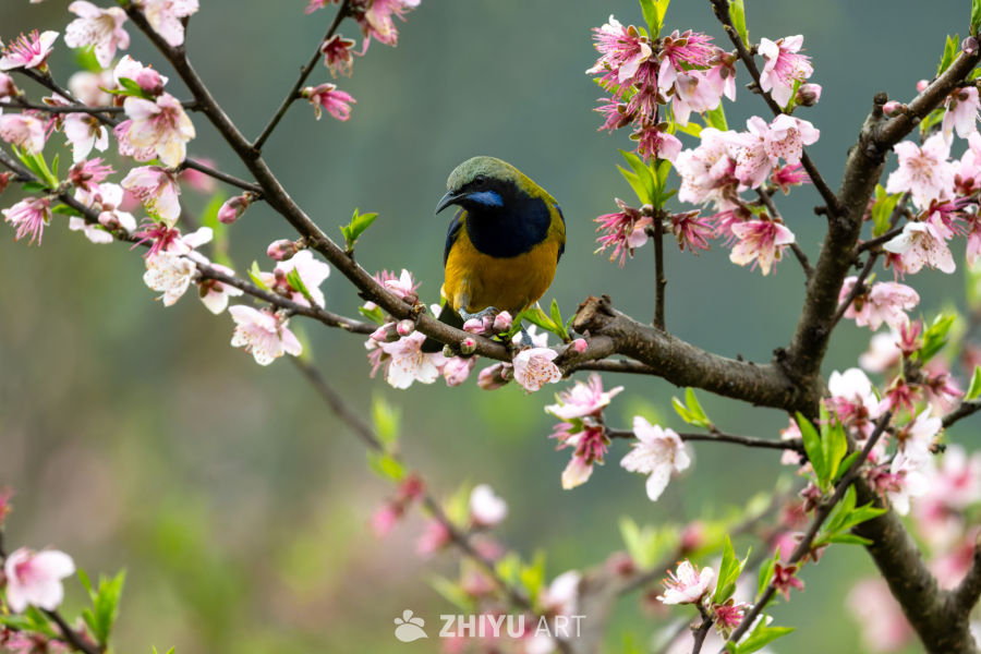 春日樱花小鸟图