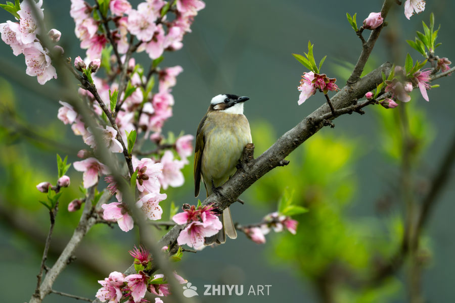 春日樱花小鸟栖息图