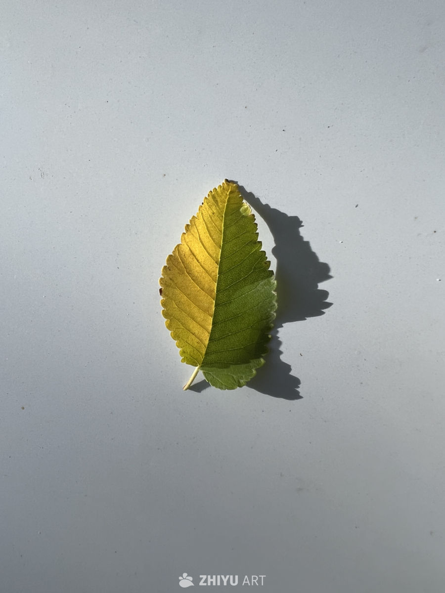 秋叶渐变光影