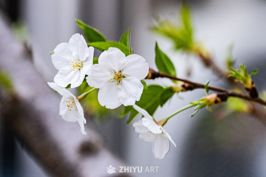 春日樱花绽放