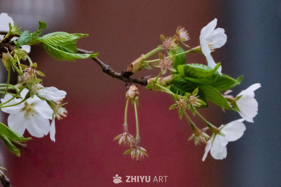 春日樱花特写