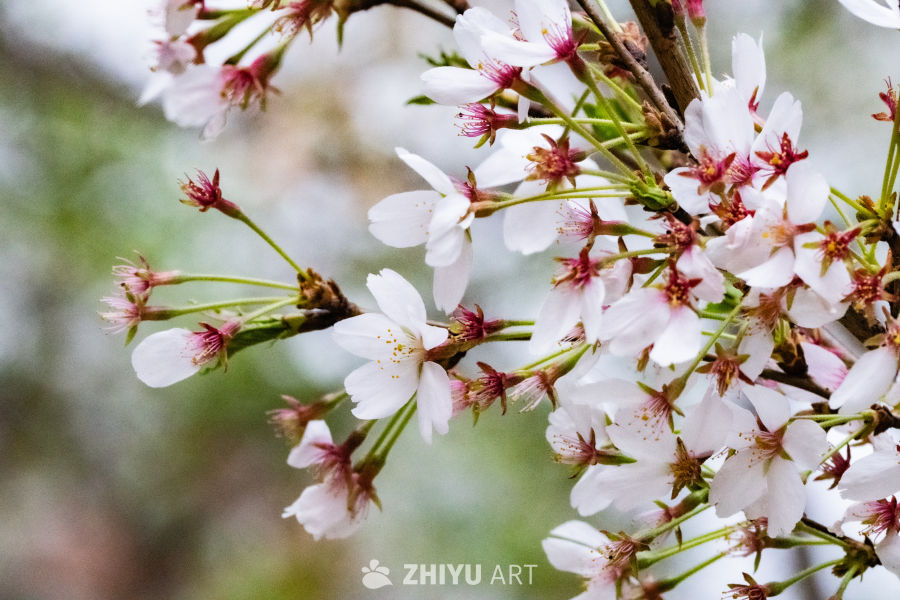 春日樱花绽放