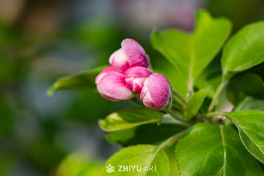 春日粉红花蕾
