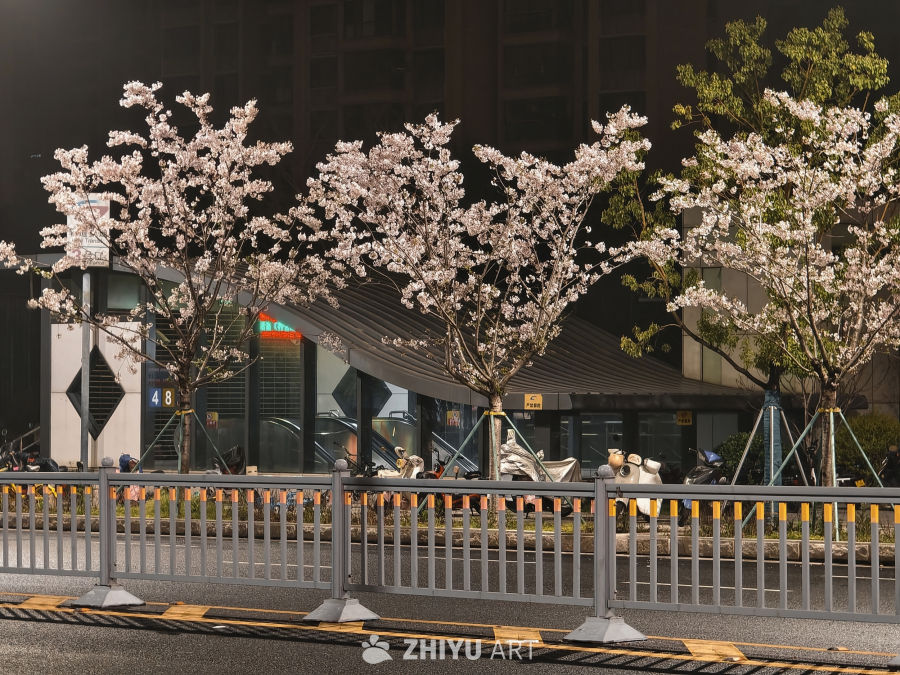 下夜班，被夜樱治愈