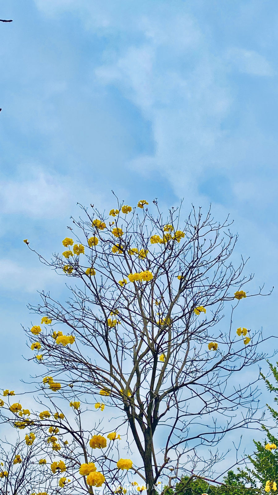 春日黄花映蓝天