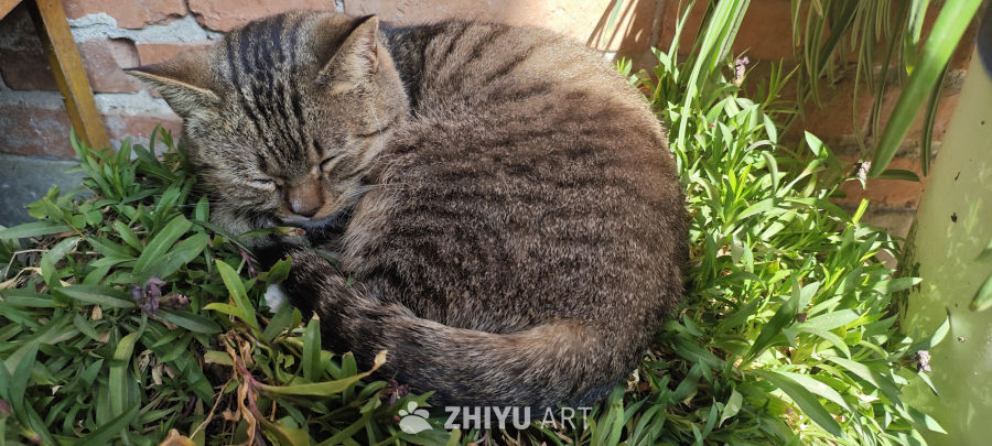 猫咪在绿植中安睡