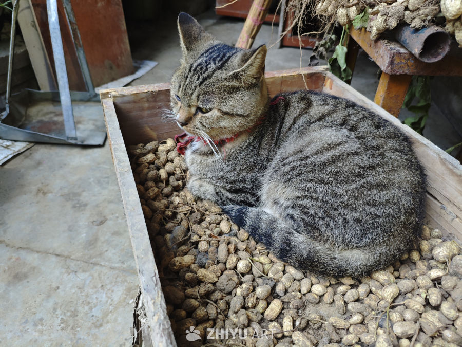 猫咪蜷缩花生箱