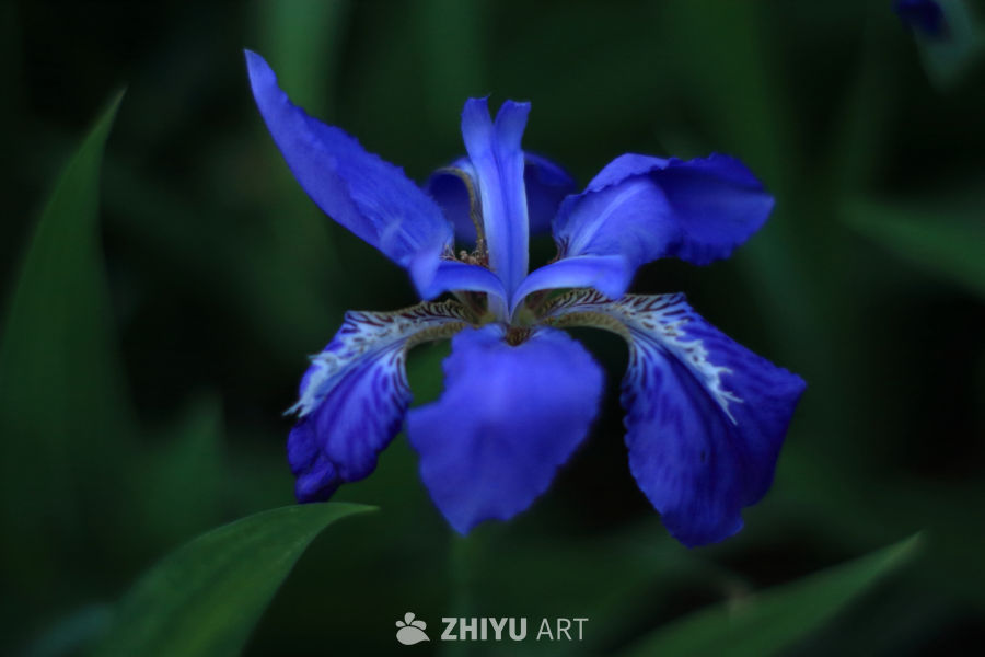 蓝鸢尾的静美瞬间