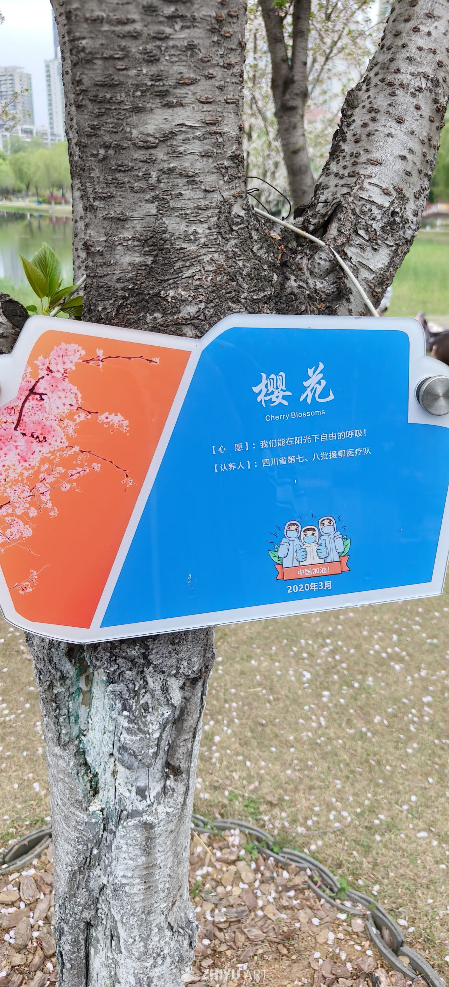 樱花树牌：抗疫感恩纪念