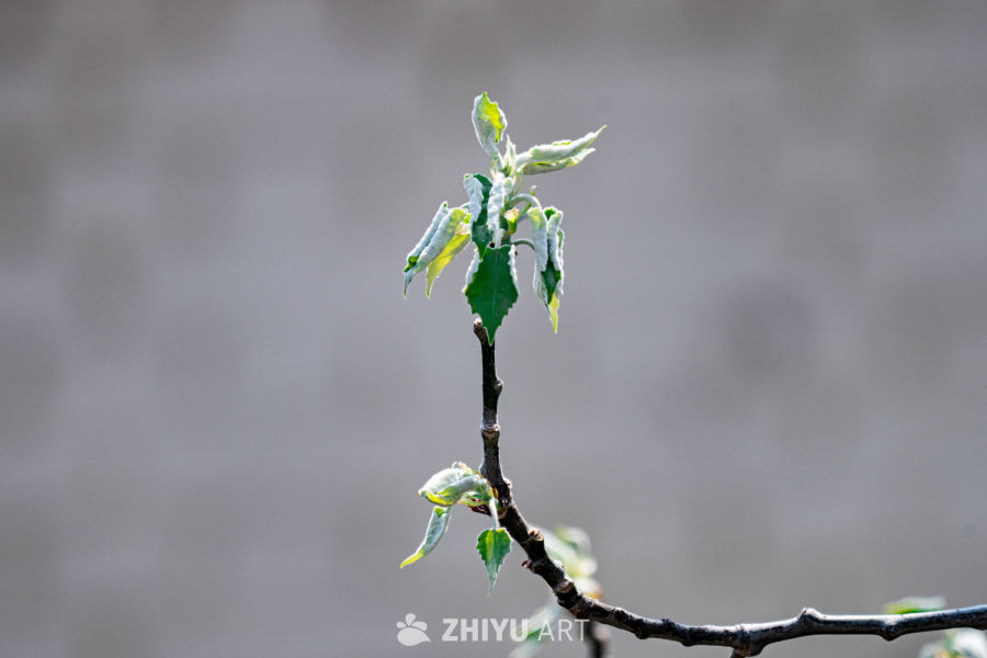 春日嫩芽
