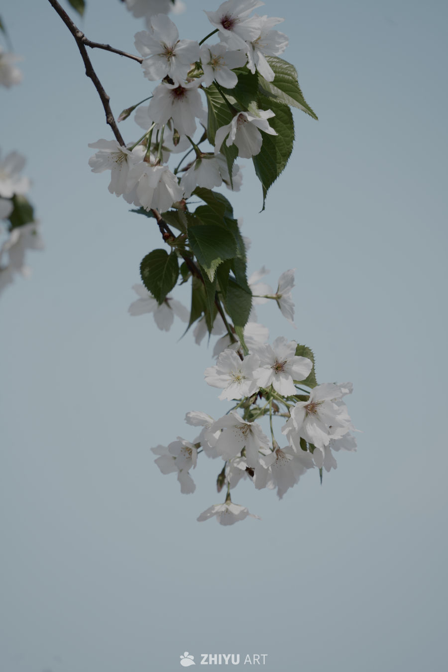 春日樱花枝头绽放