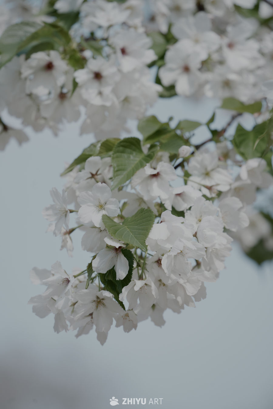 春日樱花绽放