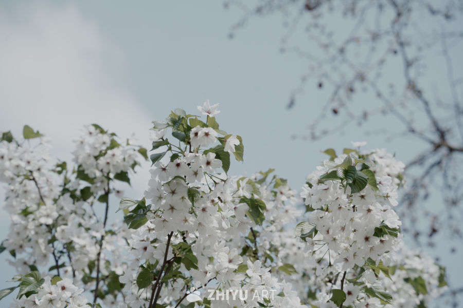 春日樱花绽放