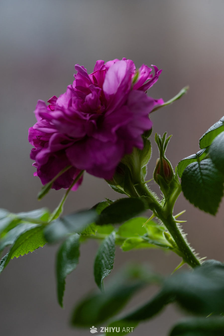 玫瑰花