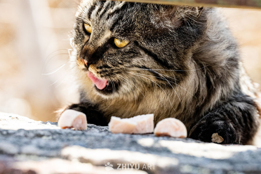 猫咪舔食瞬间