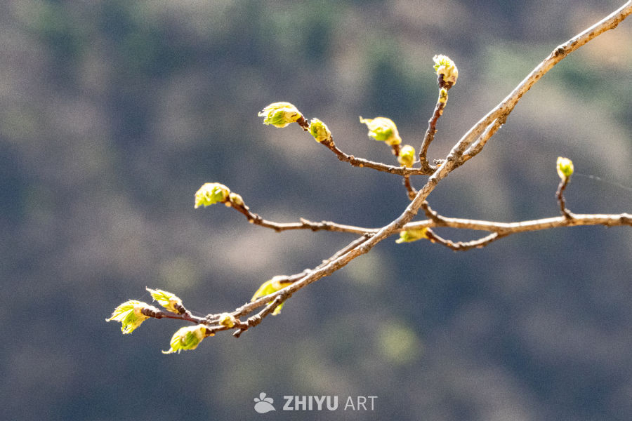 春日嫩芽初绽