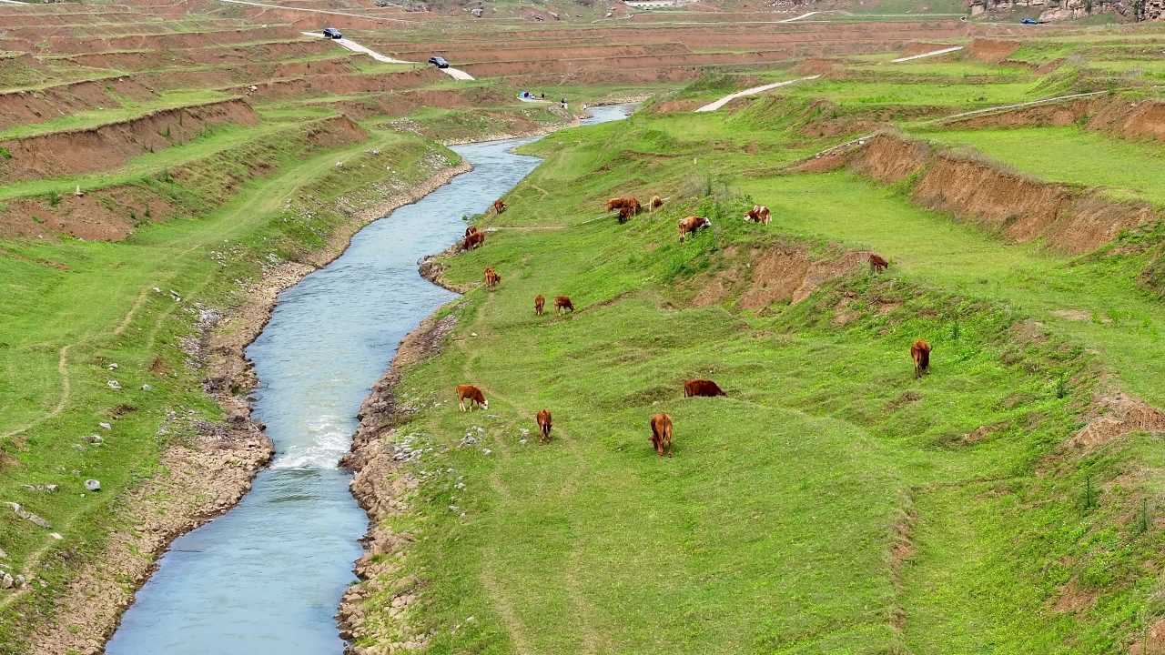 4k航拍山村草坪牛羊绿水青山间的田园牧歌