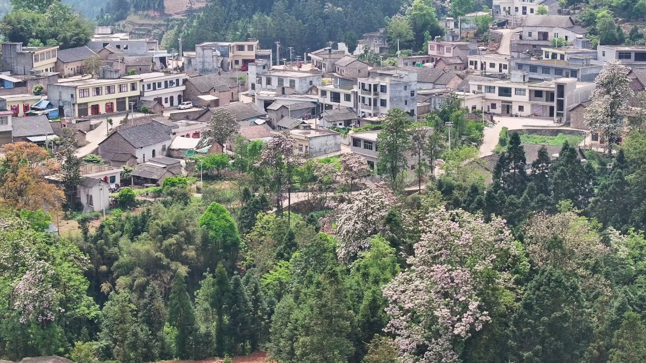 4k航拍楸树花开乡村  山村春色航拍