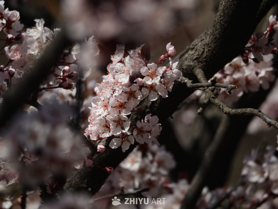 春日樱花绽放