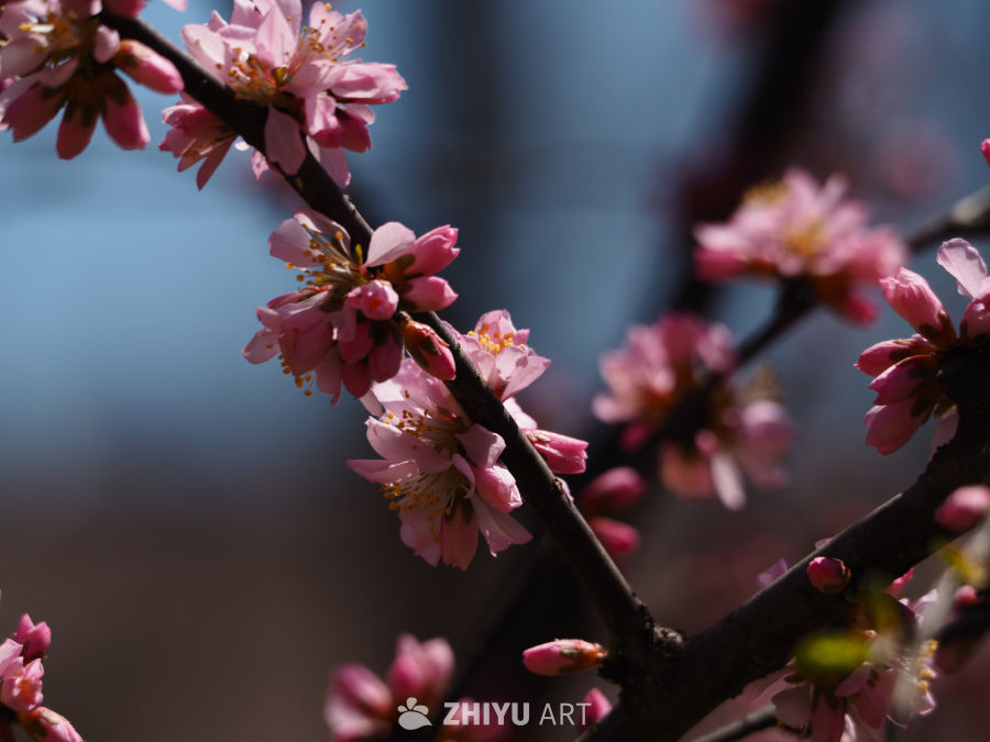 春日樱花绽放