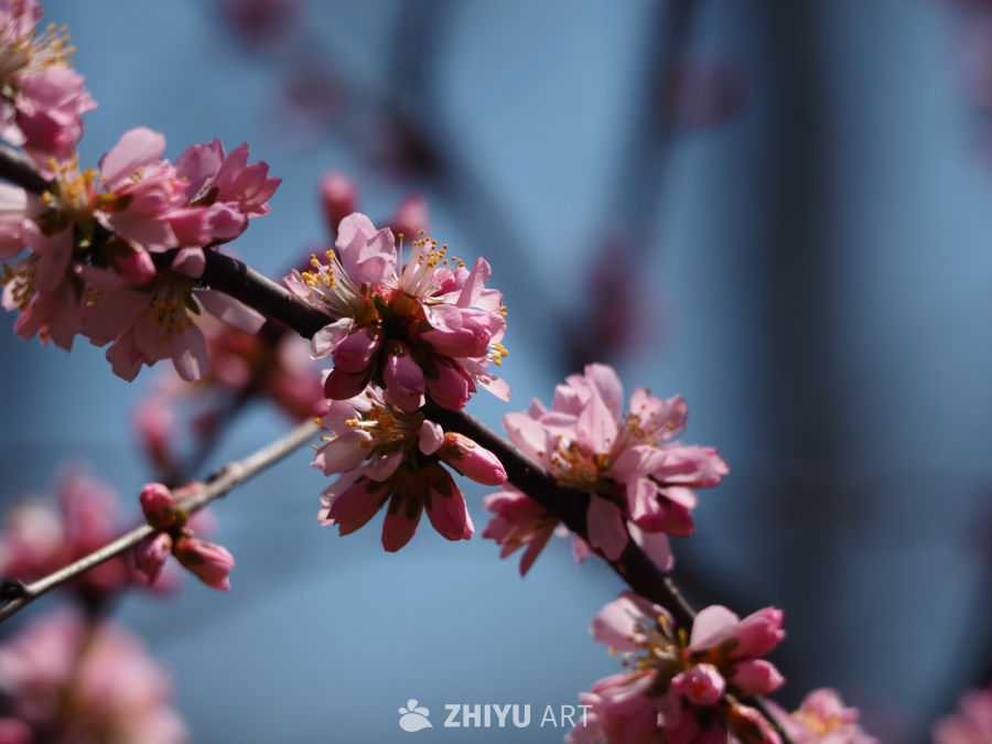 春日樱花绽放
