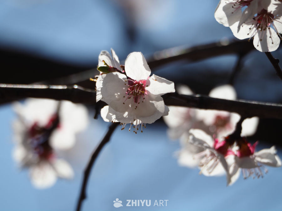 春日樱花绽放