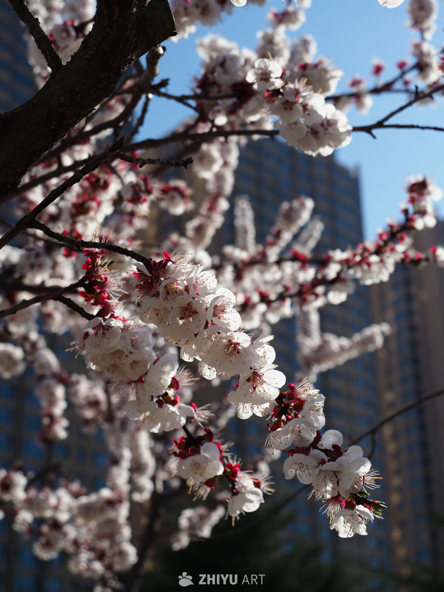 春日樱花映城市