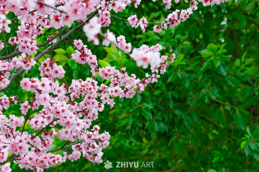 春意盎然
