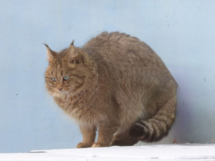 荒漠猫