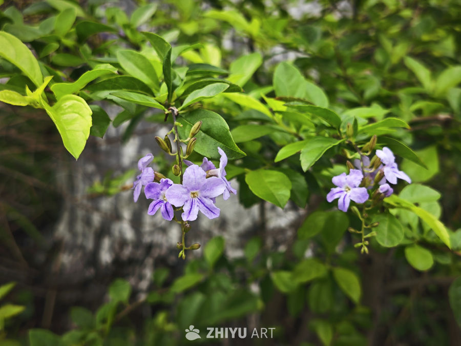 假连翘小花2
