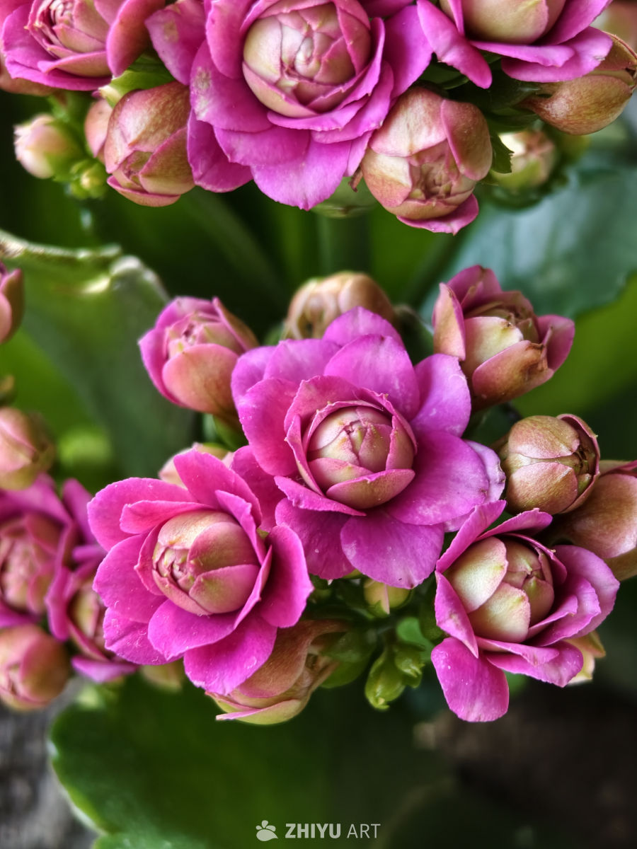 花