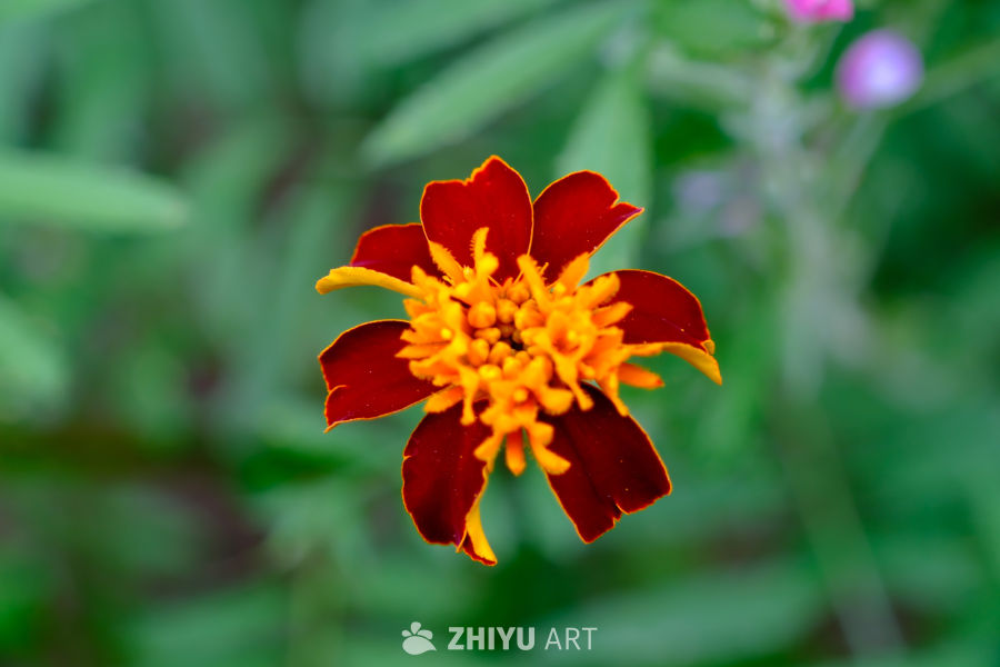 花特写