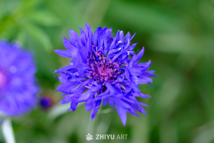 花特写