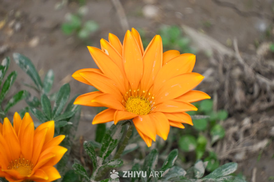 花特写
