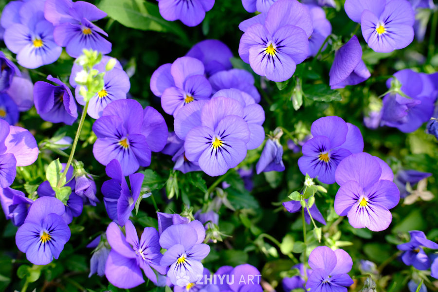 群花