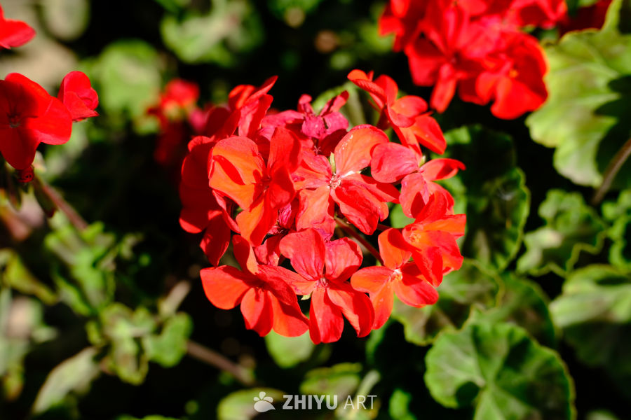 群花