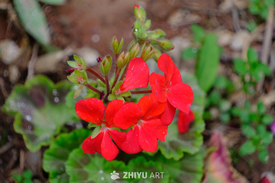 群花