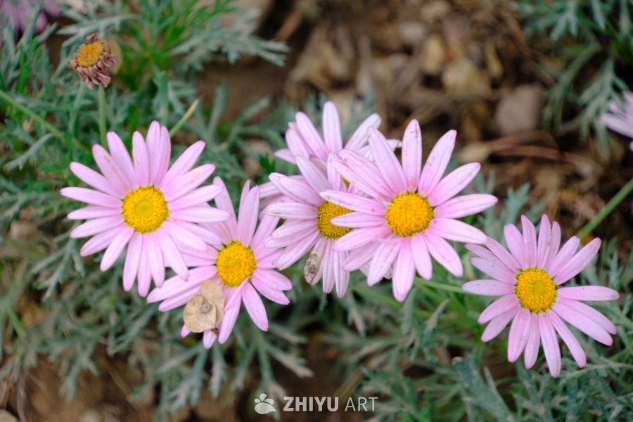 群花