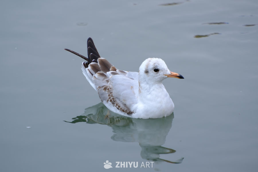 动物
