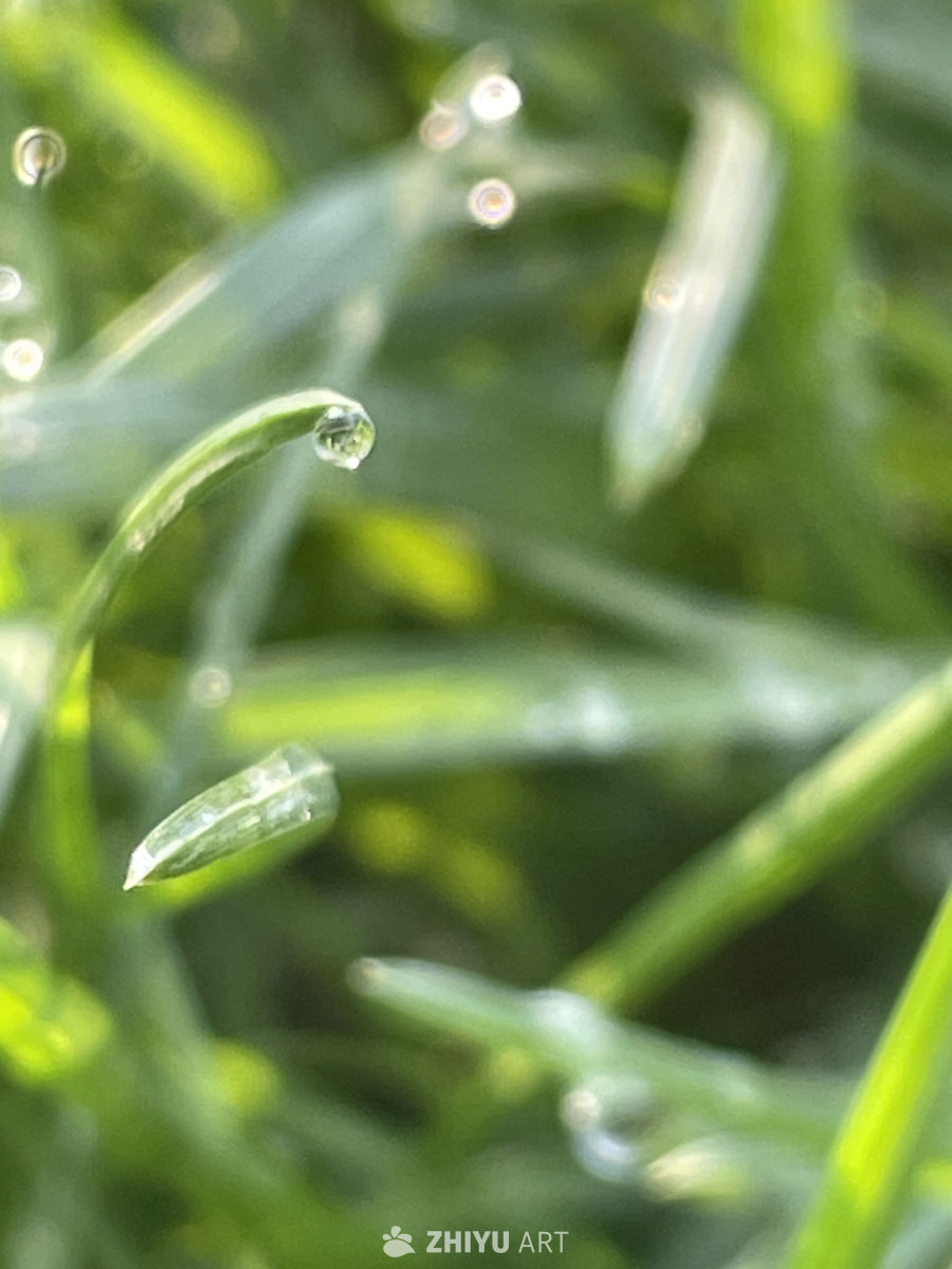 小草小草绿油油