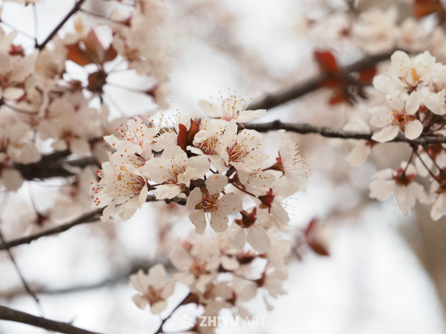 春日樱花绽放