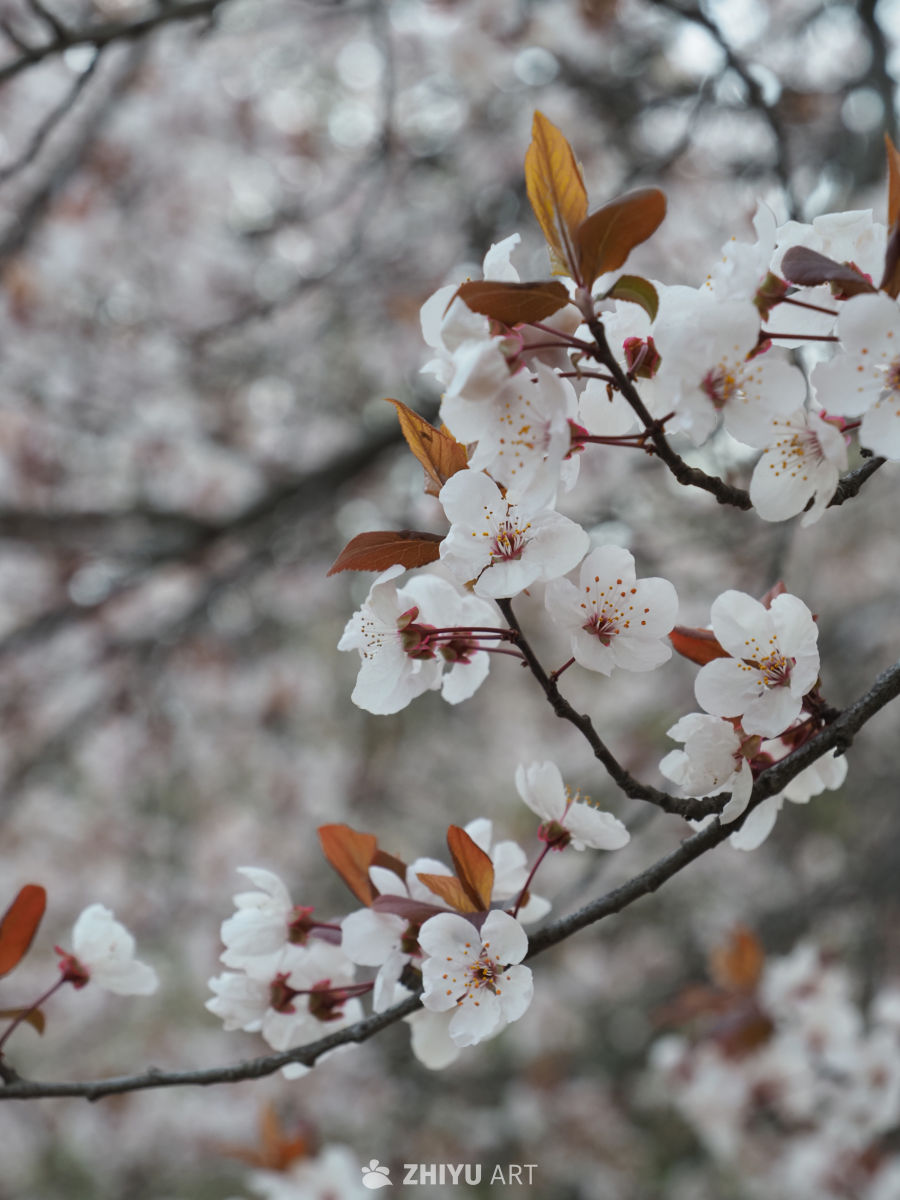 春日樱花绽放