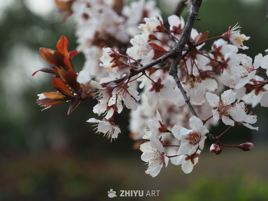 春日樱花绽放