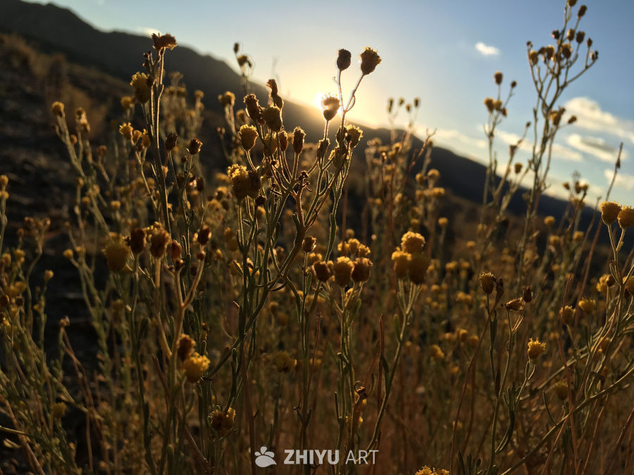 夕阳下的野花